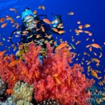 Riffbarsche Tauchboot Red Sea Aggressor V