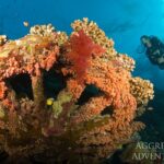 Korallenformation Safarischiff Red Sea Aggressor V