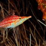 Langschnauzen-Korallenwächter Tauchsafariyacht Maldives Aggressor II