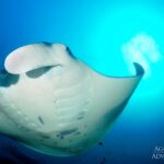 Manta Tauchboot Maldives Aggressor II