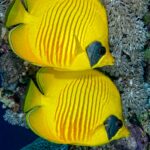 Masken-Falterfische Tauchsafariyacht Red Sea Aggressor V