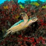 Meeresschildkröte Tauchsafarischiff Maldives Aggressor II