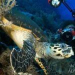 Meeresschildkröte Tauchsafariboot Red Sea Aggressor V