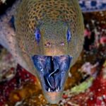 Muräne Tauchsafarischiff Red Sea Aggressor V