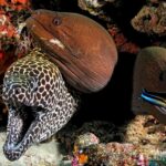 Muränen Safariyacht Maldives Aggressor II