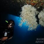 Nacht-Tauchgang Safariyacht Red Sea Aggressor V