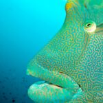 Napoleon-Lippfisch Safariboot Maldives Aggressor II