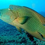 Napoleon-Lippfisch Safariboot Red Sea Aggressor V