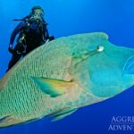 Napoleon-Lippfisch Safarischiff Red Sea Aggressor V