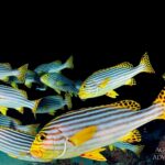 Orientalische Süßlippen Tauchschiff Maldives Aggressor II