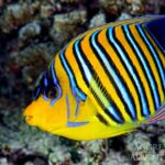 Pfauen-Kaiserfisch Tauchyacht Red Sea Aggressor V