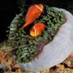 Prachtanemone Clownfische Safariyacht Maldives Aggressor II