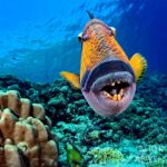 Riesen-Drückerfisch Tauchboot Red Sea Aggressor V