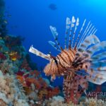 Rotfeuerfisch Tauchschiff Red Sea Aggressor V