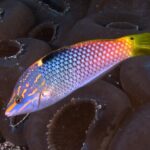 Schachbrett-Junker Tauchschiff Maldives Aggressor II