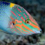 Schachbrett-Junker Tauchsafariyacht Red Sea Aggressor V