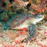 Meeresschildkröte Tauchsafariboot Maldives Aggressor II