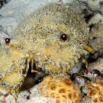 Bärenkrebs Tauchsafarischiff Maldives Aggressor II