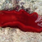 Spanische Tänzerin Tauchsafariboot Red Sea Aggressor V