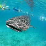 Walhai Safarischiff Maldives Aggressor II