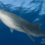 Walhai Safariboot Red Sea Aggressor V