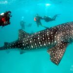 Walhai Safariboot Maldives Aggressor II