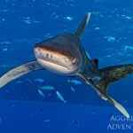 Weißspitzen-Hochseehai Tauchyacht Red Sea Aggressor V