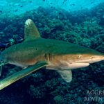 Weißspitzen-Hochseehai Safarischiff Red Sea Aggressor V