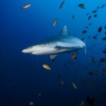 Weißspitzen-Riffhai Tauchyacht Maldives Aggressor II