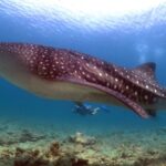 Walhai Safariyacht Maldives Aggressor II