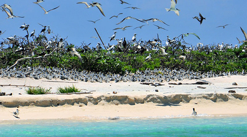 bird-islet-cc-visit-philippines-philippinen Bird Islet Philippinen