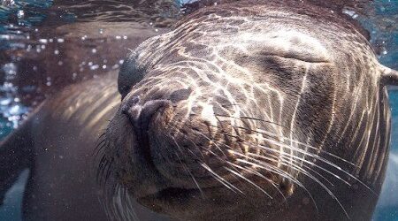 seelöwe-david-serradell-sea-of-cortez Seelöwe ©David Serradell