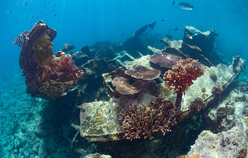 tubbataha-reef-cc-chris-mitchell Malayan Wreck und Wall Philippinen