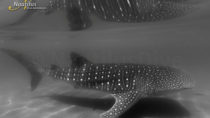 walhai-david-serradell-sea-of-cortez Walhai ©David Serradell