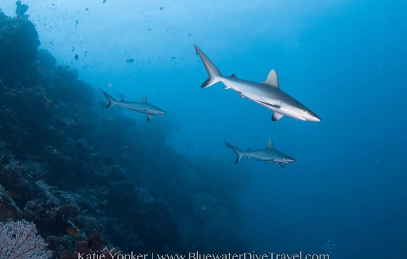 washing-machine-katie-yonker-philippinen Tauchspot Washing Machine Philippinen