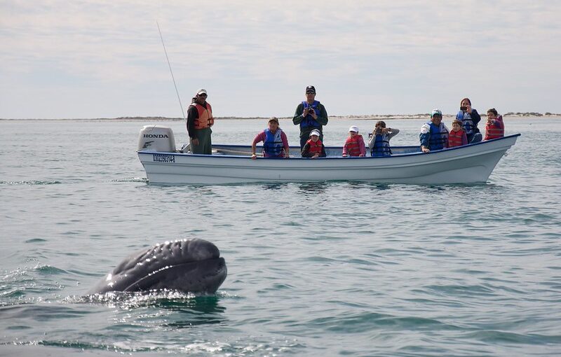 baby-grauwal-whale-watching-CC-BY2.0-sam-beebe Baby Grauwal Mexico