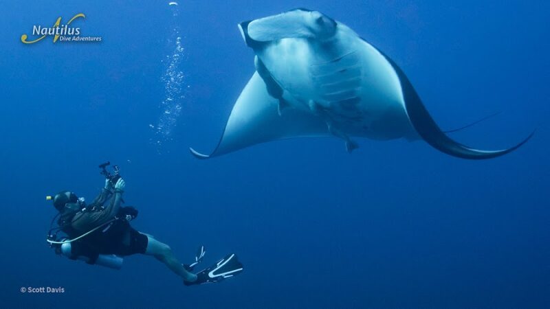 cabo-pearce-nautilus-adventures Cabo Pearce Scott Davis