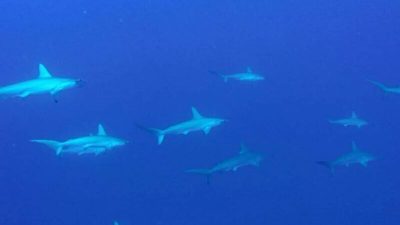 haie-cc-padi Haie © Padi El Bajo Sea of Cortez Mexiko
