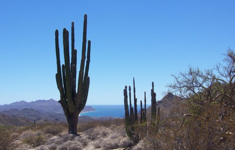 kakteen-CC-BY-SA-4.0-Sarov702 Kakteen Wüste Mexiko