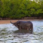 Büffel Tauchyacht Komodo Aggressor