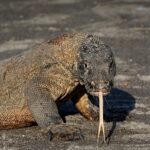 Komodowaran Tauchsafarischiff Komodo Aggressor