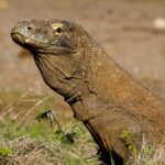 Komododrache Tauchboot Komodo Aggressor