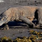 Komodowaran Safariyacht Komodo Aggressor