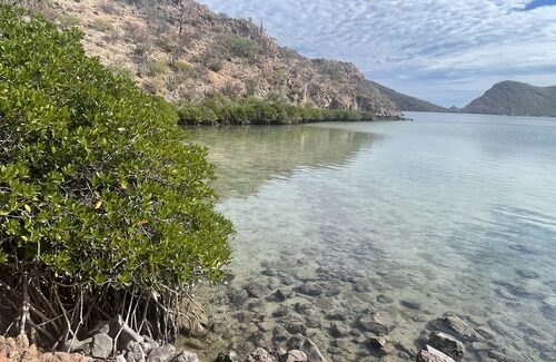 mangroves-CC-BY4.0-sula-vanderplank Mangroven