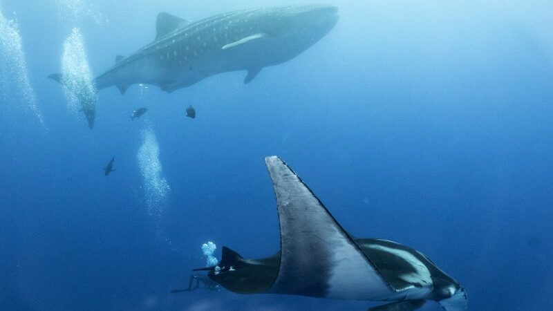 roca-partida© Peter S. (#417559) Roca Partida ©Peter S.