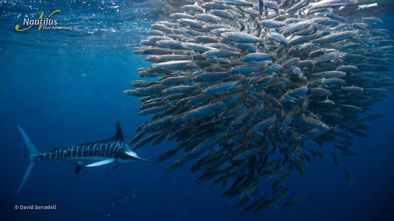 sardine-run-Mag-Bay-Marlin-David-Serradell-2 Sardine Run ©David Serradell