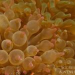Blasenanemone Safariyacht Komodo Aggressor
