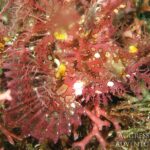 Ambon-Drachenkopf Safariboot Komodo Aggressor