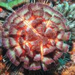 Feuer-Seeigel Tauchyacht Komodo Aggressor