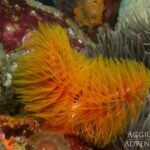 Kalk-Röhrenwurm Safarischiff Komodo Aggressor